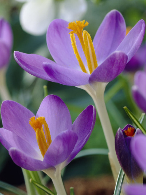 Крокус Barr's Purple (5 шт. в упаковці)